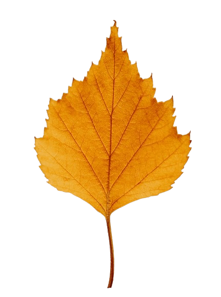 In this example, we add a delicate stroke around an orange leaf on a transparent background. We use the autumn color "maroon" for the outline and enable the smoothing option to make it blend in with the image as much as possible and look harmonious. (Source: Pexels.)