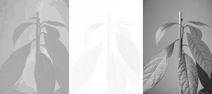 In this example, we demonstrate the HCL channels in grayscale. To do this, we take an image of an avocado plant and extract its hue, chroma, and luminance channels using the checkboxes. Then, we activate the grayscale option, which converts the output images into shades of gray. This transformation allows for a detailed examination of the texture, contrast, and shadows in the images for each channel of the HCL color space. (Source: Pexels.)