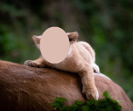 In this example, we censor the face of an adorable lion cub to protect it from wrongdoers and poachers. For this, we employ the most effective face-hiding method: color filling. It completely overwrites pixels in the selected area, preventing malicious individuals from obtaining information about the individual. Using an oval hiding shape filled with a color resembling the animal's fur, it becomes challenging to discern that it is indeed a lion cub. (Source: Pexels.)
