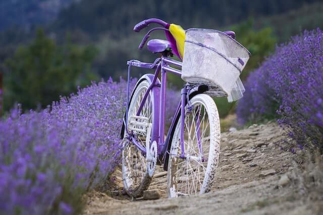 In this example, we perform a 180-degree rotation of an image of a bicycle in a lavender field. As a result of this rotation, the image is turned upside down, creating a world that's flipped on its head. (Source: Pexels.)