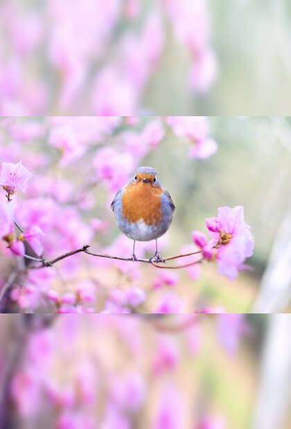 In this example, we input an image of a wonderful bird on a cherry blossom branch to change its orientation from horizontal to vertical. To preserve the entirety of the image, we modify the orientation by adding additional areas above and below the image. We utilize the mode that adds blurred regions, generated automatically with a blurriness of 10 pixels. (Source: Pexels.)