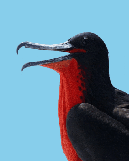 In this example, we upload a WebP photo of a black and red bird on a transparent background and convert it to a GIF with a solid background. To replace the WebP's transparency with a solid background, we disable the GIF transparency option and choose "skyblue" as the new background color. The program then fills all transparent pixels of the original image with this color, producing a GIF with an opaque background. (Source: Pexels.)