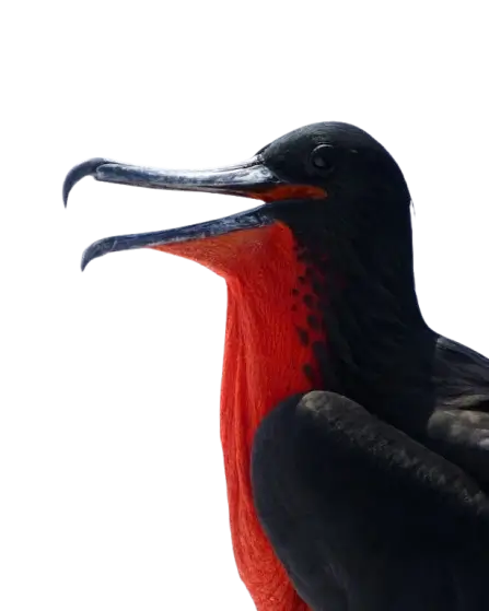 In this example, we upload a WebP photo of a black and red bird on a transparent background and convert it to a GIF with a solid background. To replace the WebP's transparency with a solid background, we disable the GIF transparency option and choose "skyblue" as the new background color. The program then fills all transparent pixels of the original image with this color, producing a GIF with an opaque background. (Source: Pexels.)