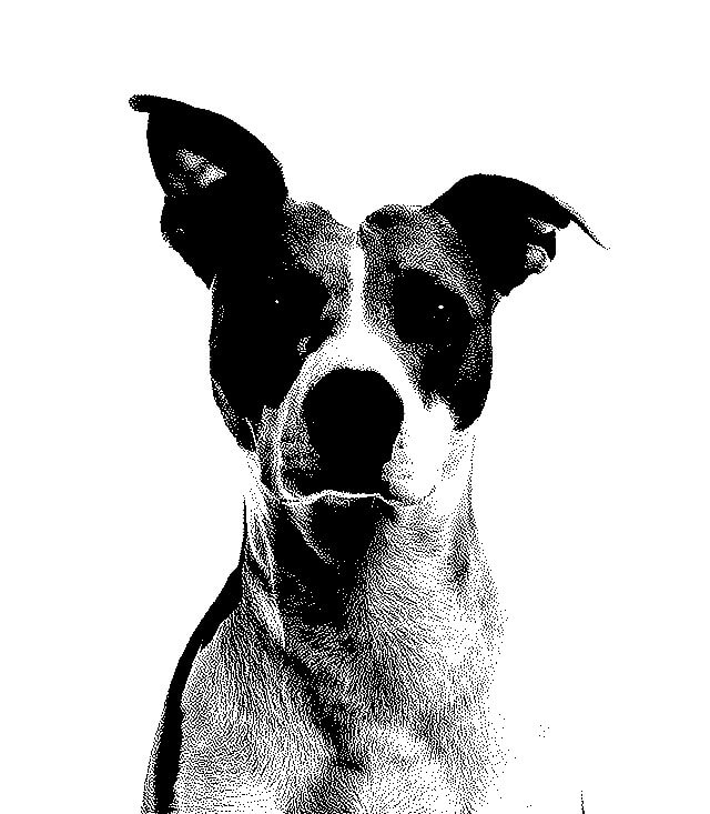 In the input of this example, we paste a binary image of a dog, consisting of only black and white pixels. As the image is dithered, the dog has well-defined facial features and we can also see that it has short fur. By reversing the colors, we change each pixel to its opposite: white to black and black to white. For the reversal, we select only the right half of the image, starting in the middle at the x coordinate of 320 pixels. (Source: Pexels.)