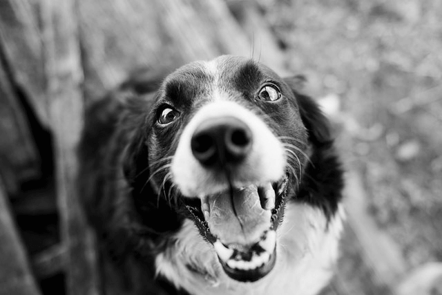 This example grayscales an image of an adorable doggo. To accomplish this, it utilizes a formula from the ITU-R BT.709 standard to convert the colors to grayscale tones. (Source: Pexels.)