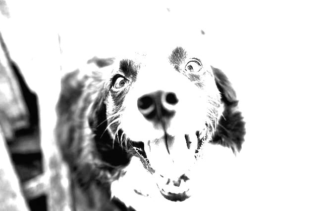 This example turns the same image of a doggy into its black-and-white version by applying custom grayscale weights to individual color channels. It sets the coefficients for the red, green, and blue channels equal by assigning them the value "1". As a result, the background in the output image becomes barely visible. (Source: Pexels.)
