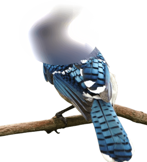 In this example, we anonymize the face of a blue jay bird on a transparent background. We apply an intensive blur level set to 50, ensuring reliable confidentiality of this bird. (Source: Pexels.)