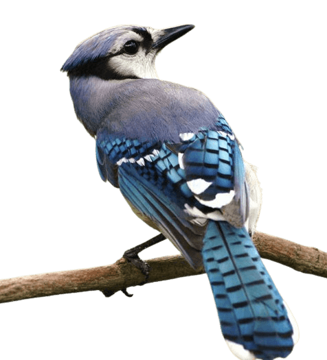 In this example, we anonymize the face of a blue jay bird on a transparent background. We apply an intensive blur level set to 50, ensuring reliable confidentiality of this bird. (Source: Pexels.)