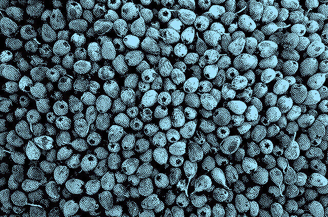 In this example, we convert a vibrant image of blueberries into a two-color image with a dithering effect. The Atkinson dithering method introduces an array of noise pixels that create patterns, shapes, and volume for each berry, resulting in a bi-color image that remains remarkably discernible. (Source: Pexels.)