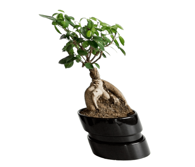 This example adds a skew to an image of a bonsai tree with a transparent background. It shifts all non-transparent pixels to the left to get a horizontal skew of -20 degrees. (Source: Pexels.)