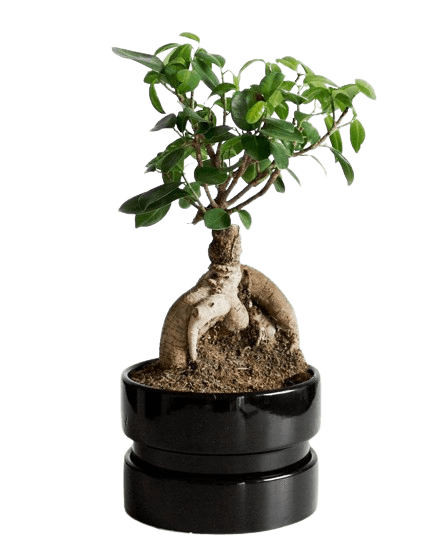 This example adds a skew to an image of a bonsai tree with a transparent background. It shifts all non-transparent pixels to the left to get a horizontal skew of -20 degrees. (Source: Pexels.)
