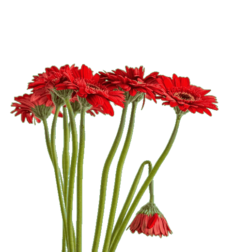 In this example, we create a GIF image with a transparent background from a PNG image. To ensure that the transparent pixels around the bouquet of red flowers remain transparent in the output GIF, we first fill the entire background with the dark-sea-green color and then make it transparent by using the "Enable GIF Transparency" checkbox. (Source: Pexels.)