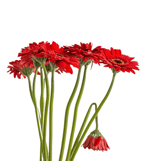 In this example, we create a GIF image with a transparent background from a PNG image. To ensure that the transparent pixels around the bouquet of red flowers remain transparent in the output GIF, we first fill the entire background with the dark-sea-green color and then make it transparent by using the "Enable GIF Transparency" checkbox. (Source: Pexels.)