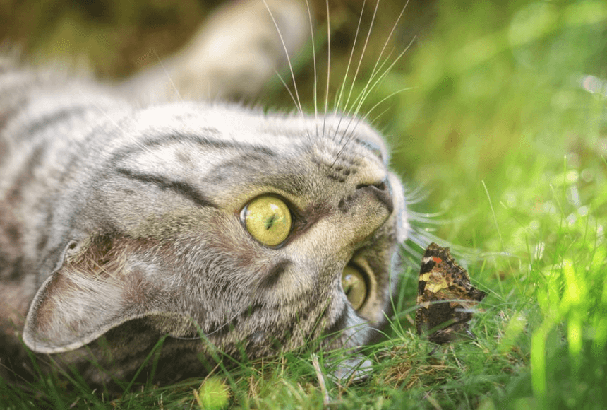This example converts a JPG image of a cat looking at a butterfly into a PNG image. The conversion is perfumed without compression or modifications. The output PNG maintains the same quality of all the pixels and has the alpha channel turned off, so it's not transparent. (Source: Pexels.)