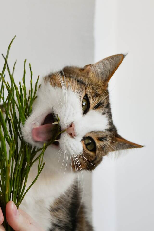 In this example, we load an image of a cat eating a houseplant. To capture the 'crime' while protecting the cat's privacy, we use this tool to pixelate the cat's face. We select a rectangular area around the cat's face and ears in the input preview and set the strength of pixelation to 30 pixels in this area. (Source: Pexels.)