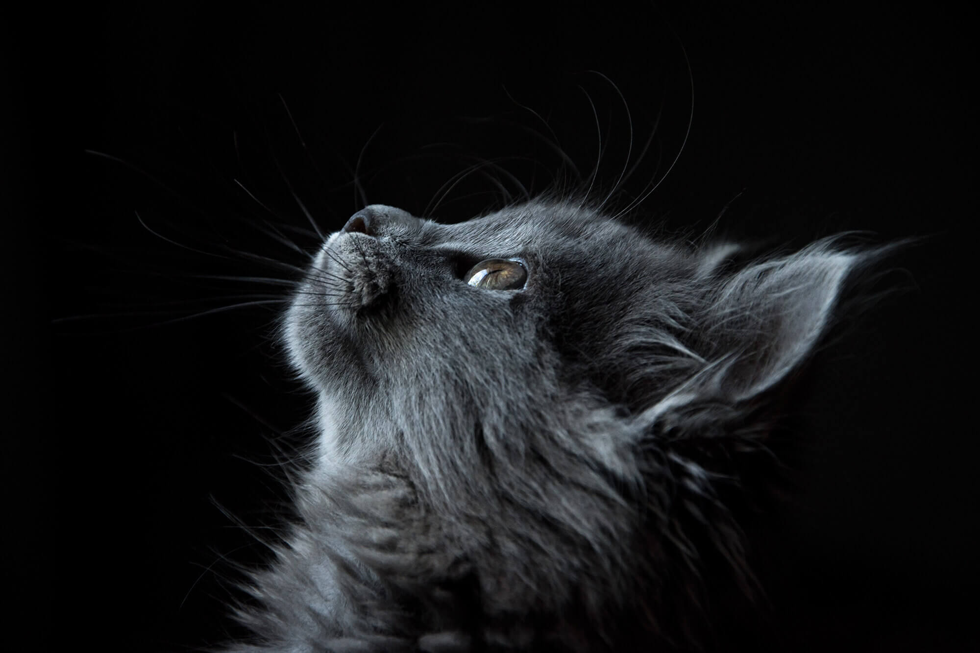 This example flips an image of a cat in the dark horizontally and changes the direction of its stare from right to left. (Source: Pexels.)