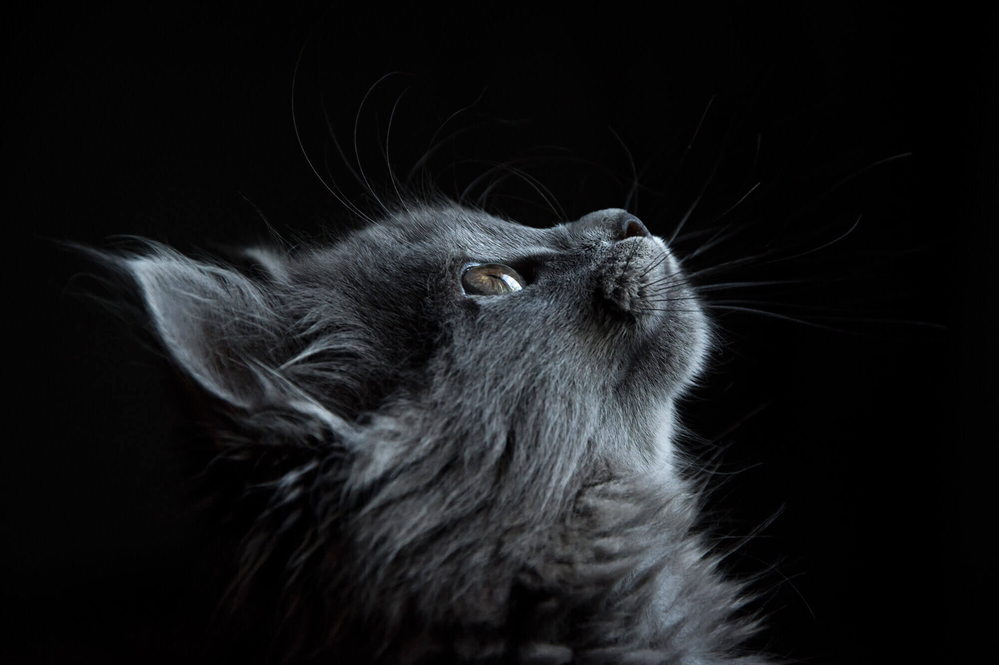 This example flips an image of a cat in the dark horizontally and changes the direction of its stare from right to left. (Source: Pexels.)