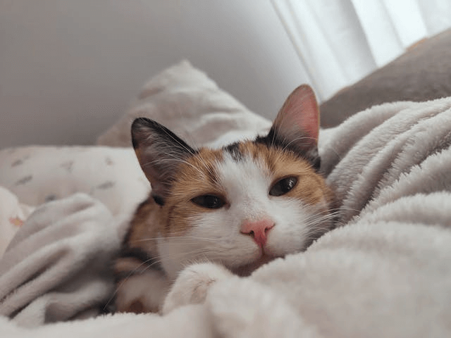 In this example, we use the tool to ensure that an image is in PNG format. We upload an image of a cat wrapped in a blanket as input and receive a green notification confirming that this image is indeed in PNG format. (Source: Pexels.)