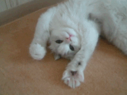 This example extracts the 4th frame of an animated GIF and converts it to the PNG format. The adorable GIF of a white kitten exercising his paws consists of a total of 5 frames, which we view at the speed of 250 milliseconds per frame.