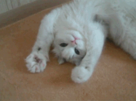 This example extracts the 4th frame of an animated GIF and converts it to the PNG format. The adorable GIF of a white kitten exercising his paws consists of a total of 5 frames, which we view at the speed of 250 milliseconds per frame.