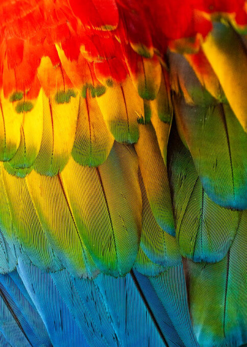 In this example, we load a bright photo of parrot feathers and sort its pixels by the rainbow spectrum. Before sorting, we transform the pixels into medium-sized blocks with the dimensions of 10 by 10 pixels. We then sort them continuously from top to bottom in increasing order of the rainbow colors. (Source: Pexels.)