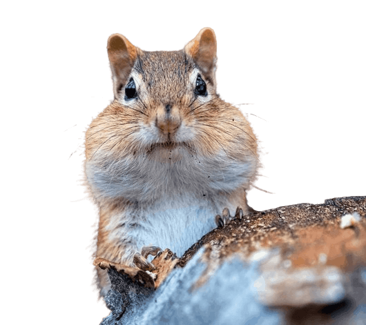 In this example, we upload an image of a curious chipmunk on a transparent background to determine if the file is in GIF format. GIF files support transparency, but in our case, we receive a red notification that says the format of the image is PNG. (Source: Pexels.)