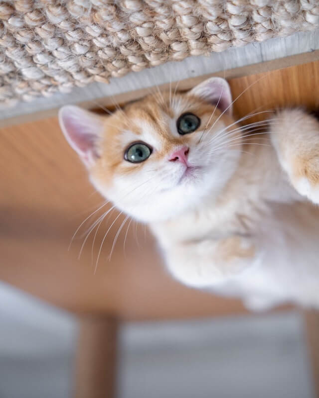 In this example, we flip an image of an adorable playful cat vertically. Once we upload the image here, the playful cat becomes a ceiling cat as it's now upside down. (Source: Pexels.)