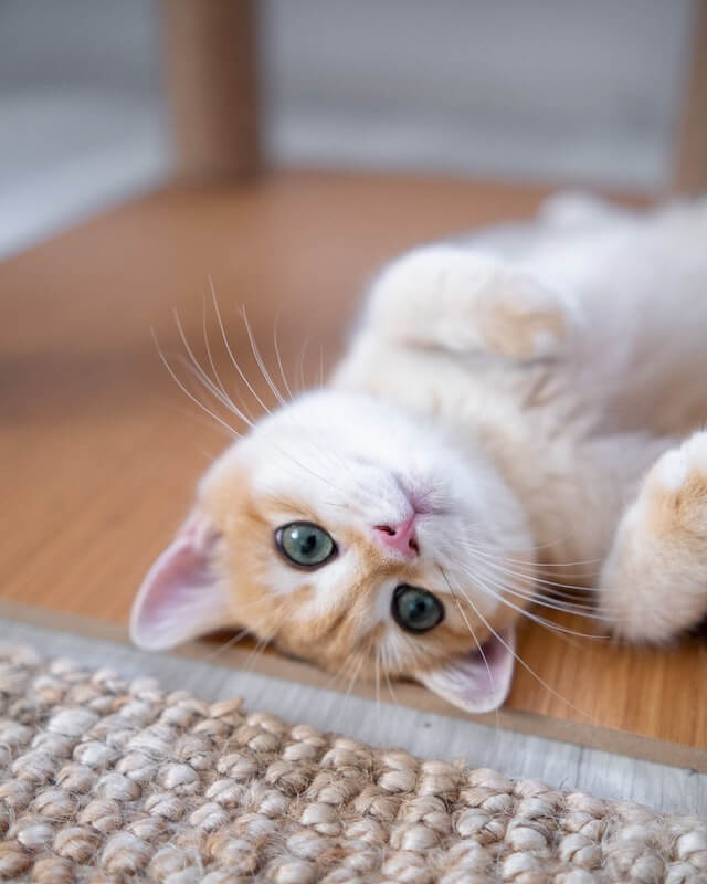 In this example, we flip an image of an adorable playful cat vertically. Once we upload the image here, the playful cat becomes a ceiling cat as it's now upside down. (Source: Pexels.)