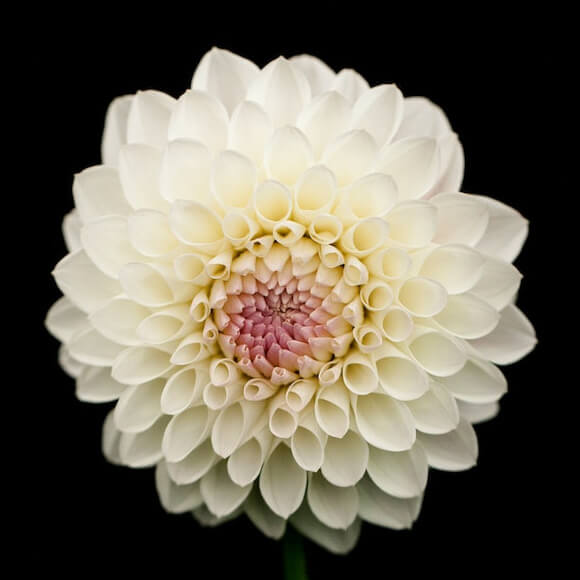 In this example, we load a BMP image of a dahlia flower as the input and convert it into a transparent-background PNG image. To remove only the black background around the flower and preserve the dark pixels between the petals, we use the "Make Outer Pixels Transparent" mode. Additionally, we smooth the edges of the white flower to eliminate black pixels along the transparent border. (Source: Pexels.)