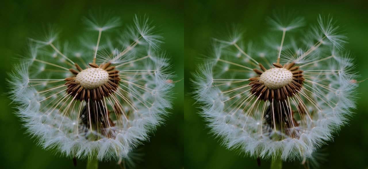 This example duplicates an image of dandelions twice. A full copy of the image appears horizontally to the right of the original image. The new image's width is doubled as there are now two copies but the height stays the same. (Source: Pexels.)