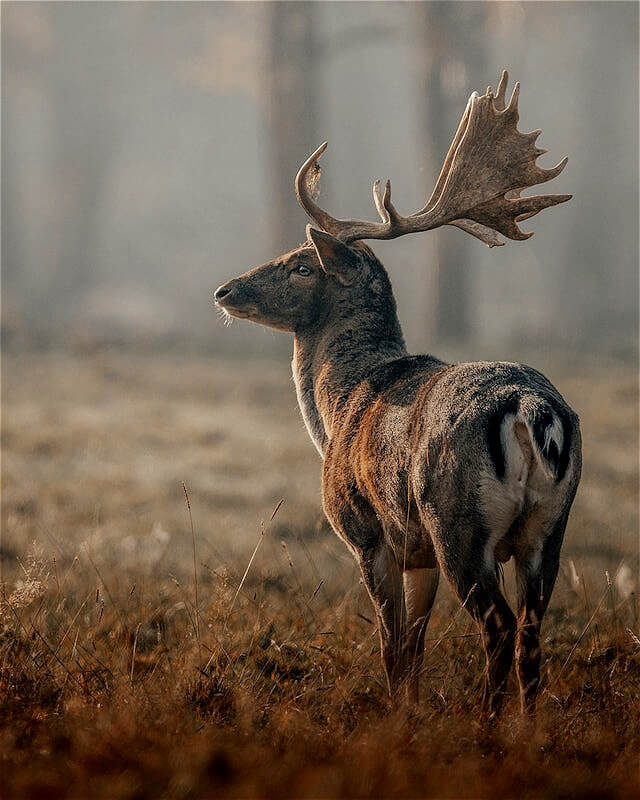 In this example, we increase the quality of an image of a majestic deer and set it to the maximum value of 200%. This value visually enhances the image, enriching it with vibrant colors and finer details. (Source: Pexels.)