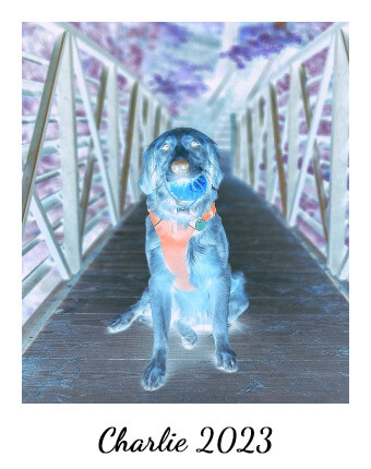 In this example, we transform a negative image captured on a Polaroid into a realistic representation. In the color inversion process, once inverted tones are restored to their natural colors. The warm fur of the golden retriever regains its golden shade, and the surrounding elements, including the bridge and the background, revert to their natural hues. (Source: Pexels.)