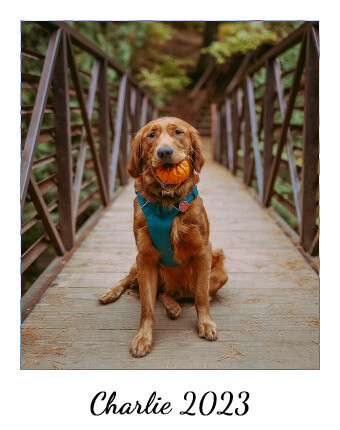 In this example, we transform a negative image captured on a Polaroid into a realistic representation. In the color inversion process, once inverted tones are restored to their natural colors. The warm fur of the golden retriever regains its golden shade, and the surrounding elements, including the bridge and the background, revert to their natural hues. (Source: Pexels.)