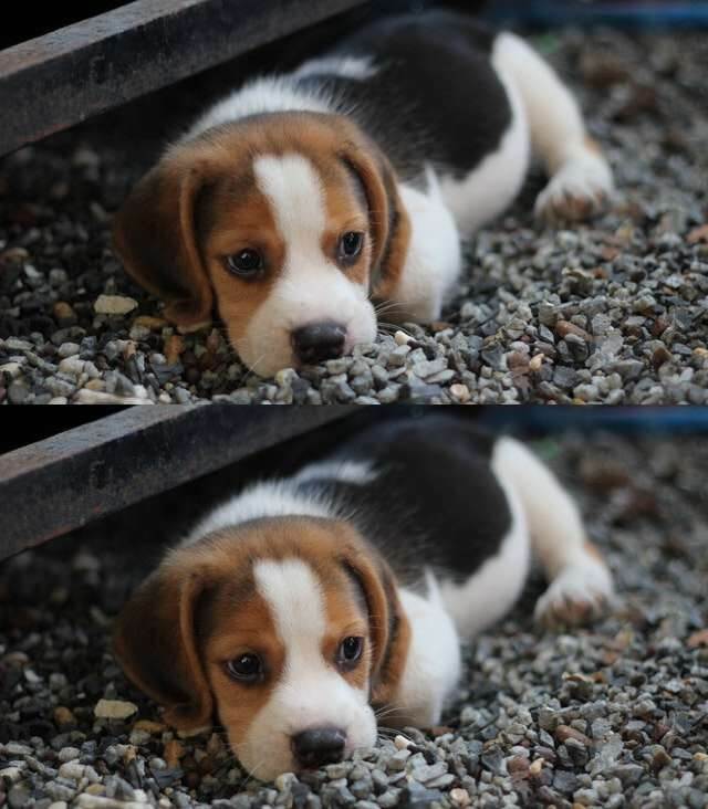 This example runs the vertical image duplication mode and creates two copies of a puppy. Both puppies are vertically aligned and sit snugly adjacent to each other. (Source: Pexels.)