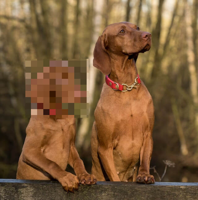 In this photo, taken during a professional photoshoot, one of the two dogs preferred to remain incognito. To share the photo on social media while preserving the anonymity of one of the dogs, we apply a pixelization effect to the dog on the left. We use a pixel size of 20, which effectively conceals the facial features of the dog. (Source: Pexels.)