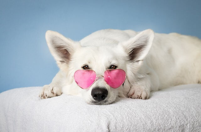 In this example, while converting an image from the JPG format to the PNG format, we also remove the background. We select all light blue pixels (they have the hex color code "#789db7") around the white dog wearing pink glasses and convert them into transparent pixels. Additionally, we match 16% of similar light blue color shades and refine the dog's fur on the border between the removed pixels and visible pixels with a 2-pixel radius. (Source: Pexels.)