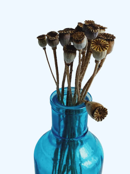 This example adds a background to an image of dried poppy flowers in a glass vase. It uses the single-color background option and fills all transparent regions with the color "AliceBlue", which harmoniously complements the blue vase. (Source: Pexels.)