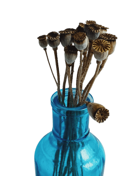 This example adds a background to an image of dried poppy flowers in a glass vase. It uses the single-color background option and fills all transparent regions with the color "AliceBlue", which harmoniously complements the blue vase. (Source: Pexels.)