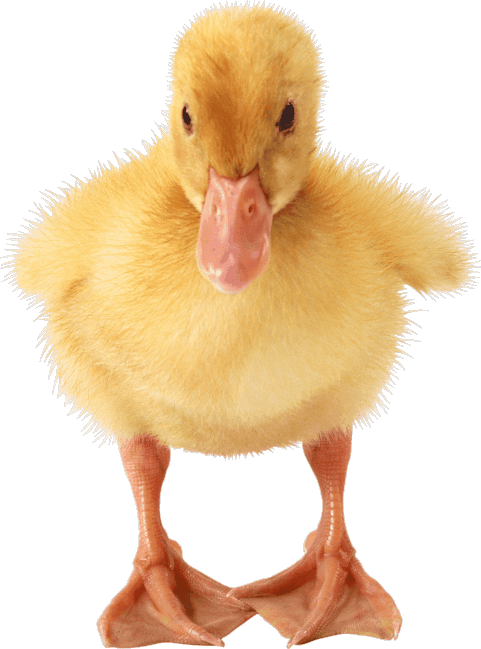 This example converts a transparent PNG of a duckling into a transparent GIF. To make the background around the duck transparent, the tool first fills it with a light gray color #e0e0e0 and then assigns the transparency effects to this color (this is how GIFs work, you need to define one solid color to be the color that's used for transparency).