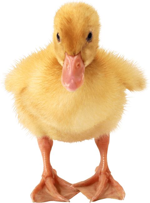 This example converts a transparent PNG of a duckling into a transparent GIF. To make the background around the duck transparent, the tool first fills it with a light gray color #e0e0e0 and then assigns the transparency effects to this color (this is how GIFs work, you need to define one solid color to be the color that's used for transparency).