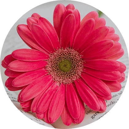 In this example, we switch to the circular crop mode and extract a crimson-color flower from the given image. To achieve a perfectly round crop shape, we set the width and height of the area to 420 pixels. To adjust the position, we use the interactive overlay in the preview area and carefully encompass all flower petals within the circle. (Source: Pexels.)