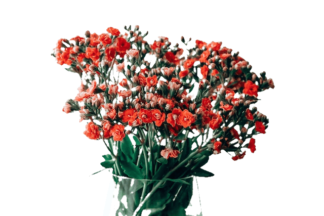 This example removes the light blue color that makes up the background of an image with flowers in a vase. Using a color threshold percentage of 10%, the tool removes not only the selected color, but also some similar shades. The edge smoothing option makes pixels along the 2-pixel border semi-transparent, which helps to create a smoother transition between the removed background and other pixels. (Source: Pexels.)