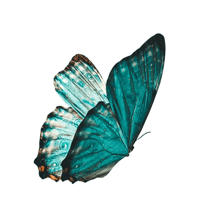 In this example, we increase the space around an image by adding additional transparent areas around a butterfly. We increase the image by 100 pixels on each side, thereby moving the butterfly's wings away from the edges of the image. (Source: Pexels.)