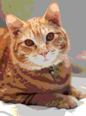 In this example, we convert a regular image of a ginger cat with a collar into an image that uses web-safe colors. The web-safe color palette consists of 216 shades that can be safely used even on older displays, devices, and browsers. The image itself, due to the substantial reduction in colors, becomes dappled and simplified. (Source: Pexels.)