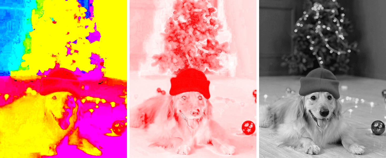 In this example, we input an image of an endearing golden retriever adorned with a red cap. The tool returns three separate images, each corresponding to one of the HSI channels: hue, saturation, and intensity. This enables us to explore and visualize how each channel contributes to the overall appearance of the image. (Source: Pexels.)
