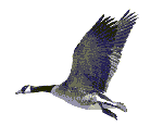 This example loads a GIF animation of a flying bird in the input and extracts the fourth (last) frame as a BMP image. When the last frame is extracted, as it's still in GIF format, to obtain a BMP format, it's converted to a BMP image. The result is a static image of a single frame as uncompressed raw BMP.