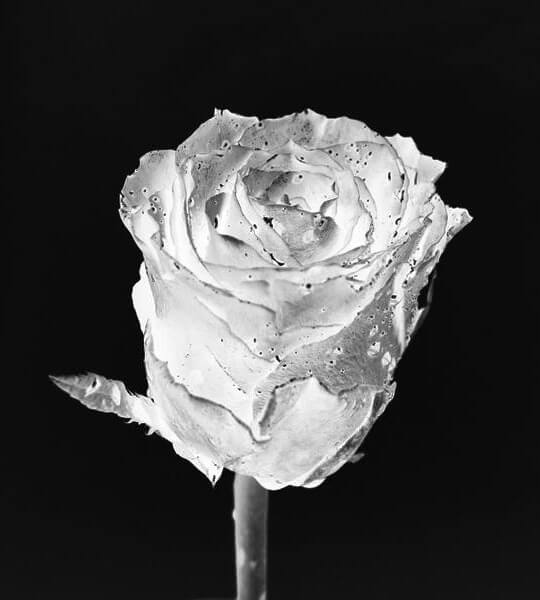 In this example, we reverse the black and white colors in a grayscale image of a rose. The color inversion is applied to the entire image by covering it in a rectangular shape. This transformation alters the dark and light shades and creates a white rose on a black background. (Source: Pexels.)