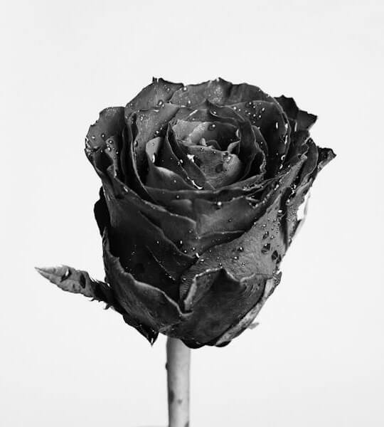 In this example, we reverse the black and white colors in a grayscale image of a rose. The color inversion is applied to the entire image by covering it in a rectangular shape. This transformation alters the dark and light shades and creates a white rose on a black background. (Source: Pexels.)