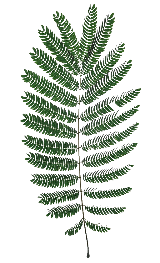 In this example, we generate a two-color stencil from a bright image of a huge green fern leaf. The tool leaves the background of the fern transparent and only generates a bold black silhouette of the fern leaf. This stencil can be used, for example, to create decorative cards and posters. (Source: Pexels.)