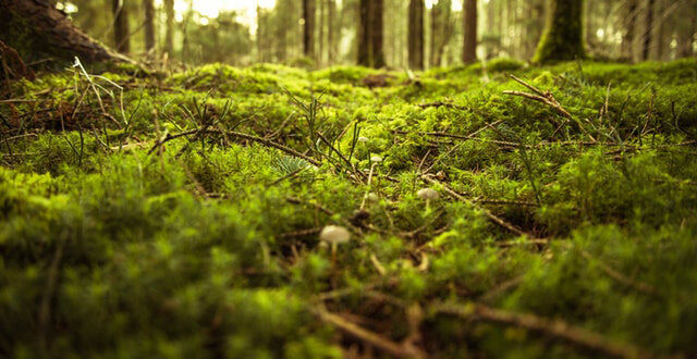 This example converts a JPEG image of a green forest scene to a BMP image. The output bitmap has a much bigger file size because the data is stored as raw color pixels and there is no compression. (Source: Pexels.)